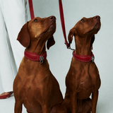 Pagerie x Eden Rock - Dog Collar